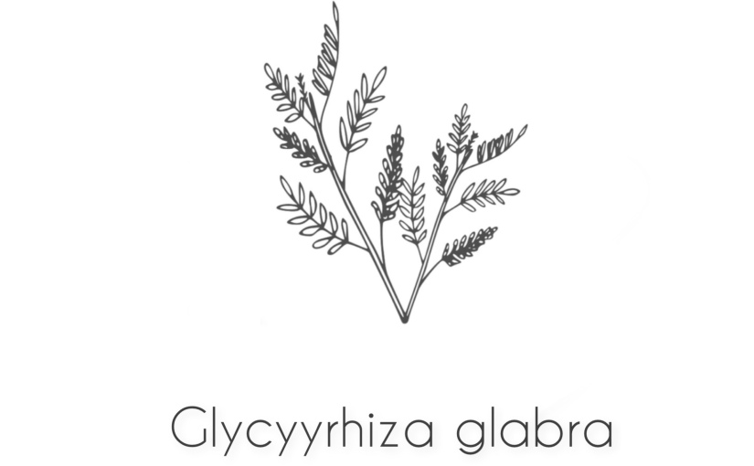 HERB OF THE WEEK: Glycyyrhiza glabra